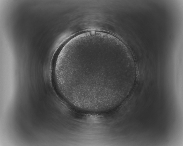 X0000103910199200809261617