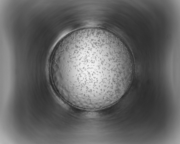 X0000103911235200809261603
