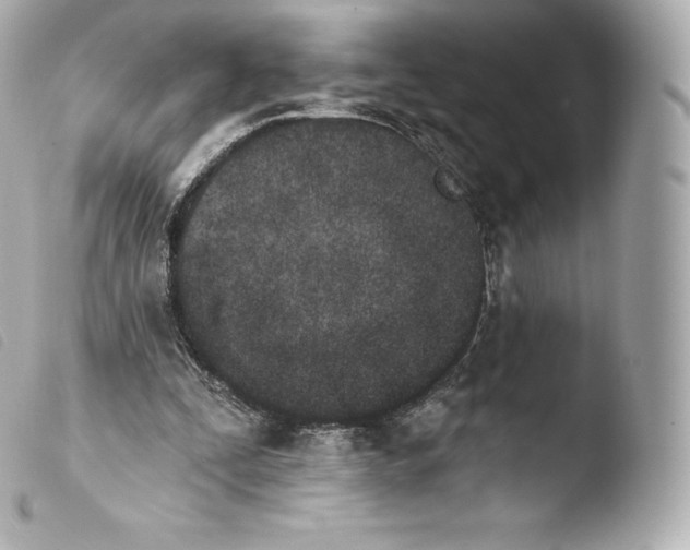 X0000103910295200810031219
