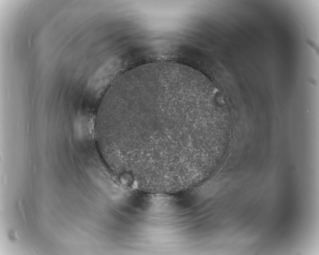 X0000103910336200810031219