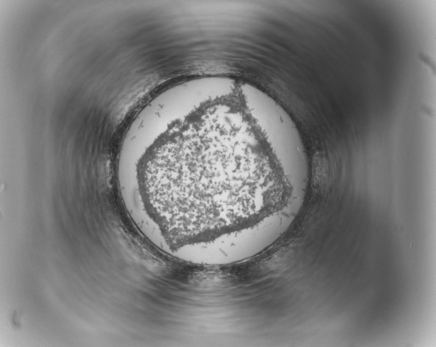 X0000103910351200810031218