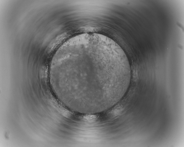 X0000103910357200810031218