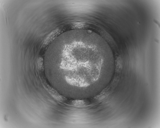 X0000103910361200810031218