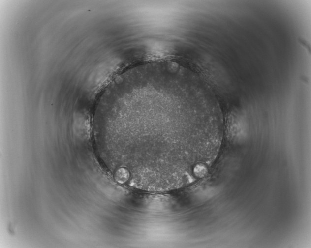 X0000103910716200810031213