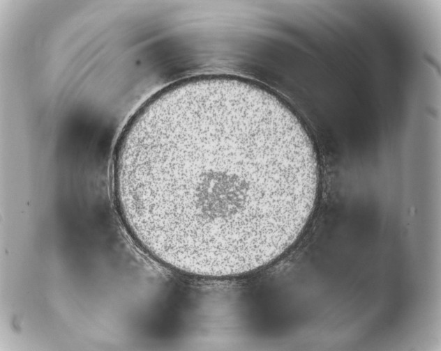 X0000103911076200810031207