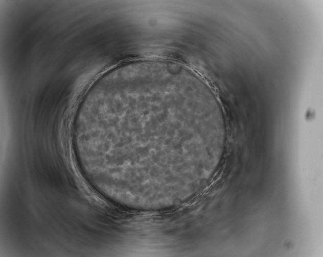 X0000103910097200810101316