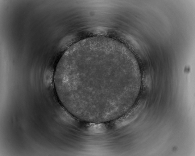 X0000103910185200810101316