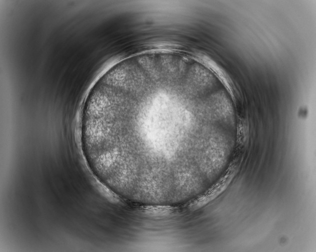 X0000103910859200810101306