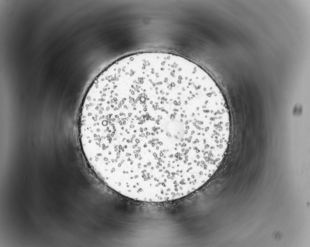 X0000103910960200810101305