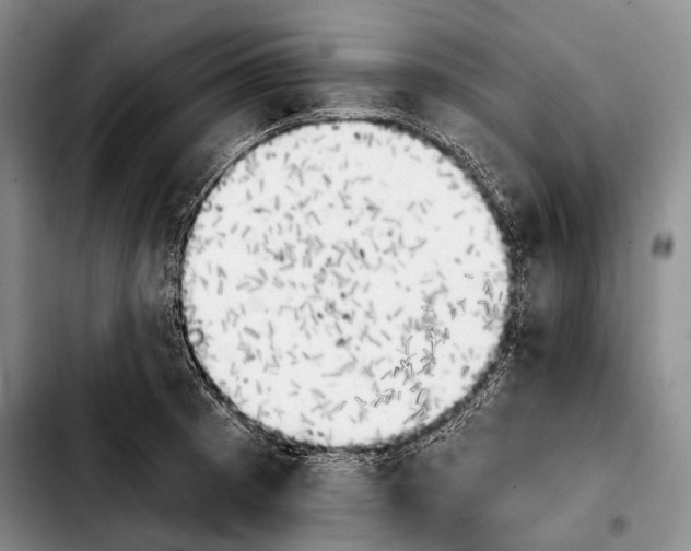 X0000103911185200810101301