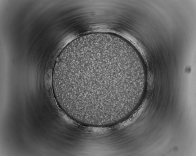 X0000103911289200810101259