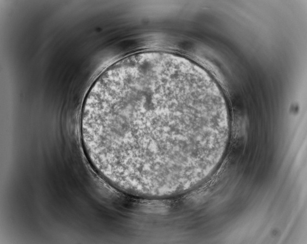 X0000103911338200810101259