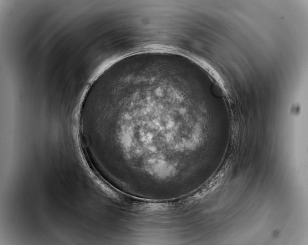 X0000103911381200810101258