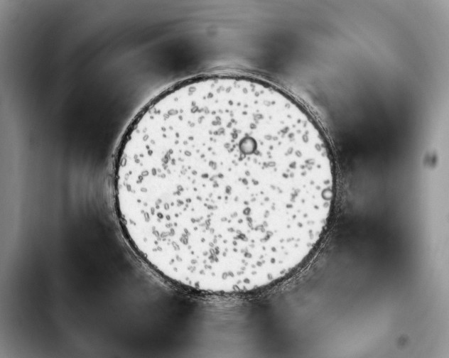 X0000103911384200810101258
