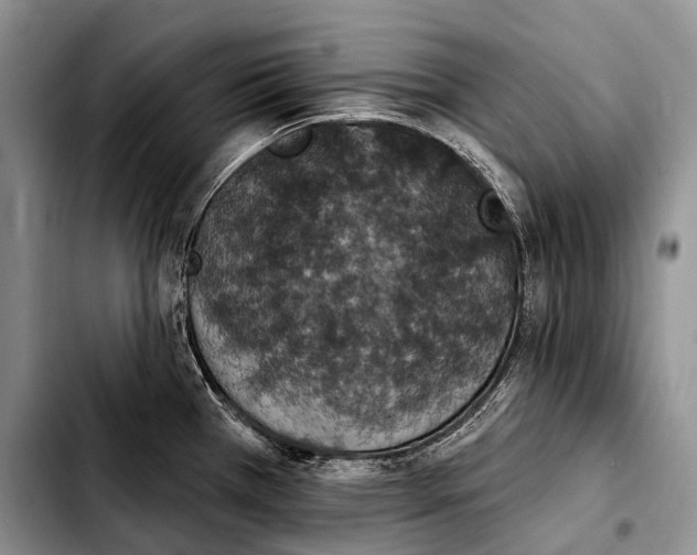 X0000103911385200810101258