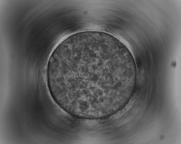 X0000103911389200810101258