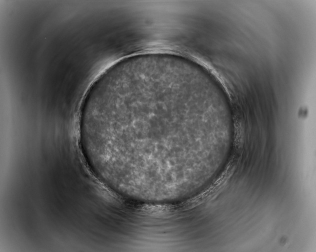 X0000103911415200810101257