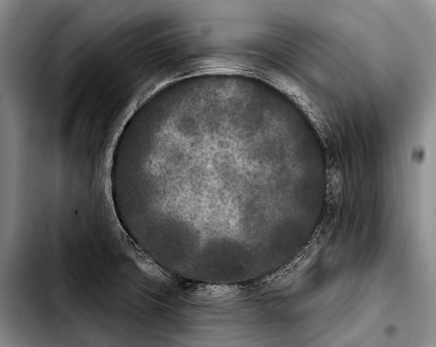 X0000103911427200810101258