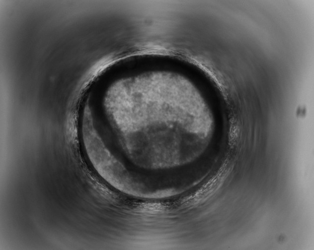 X0000103911455200810101257