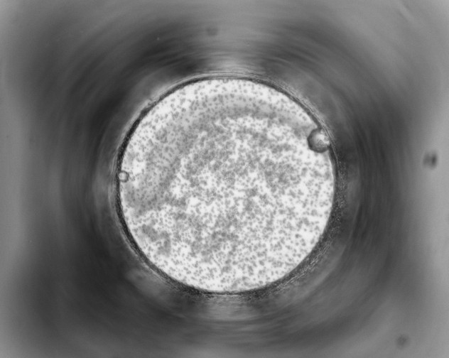 X0000103911477200810101257