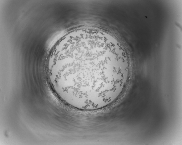 X0000103910007200810171716