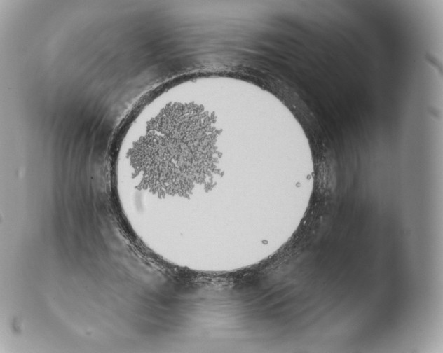 X0000103910676200810171706