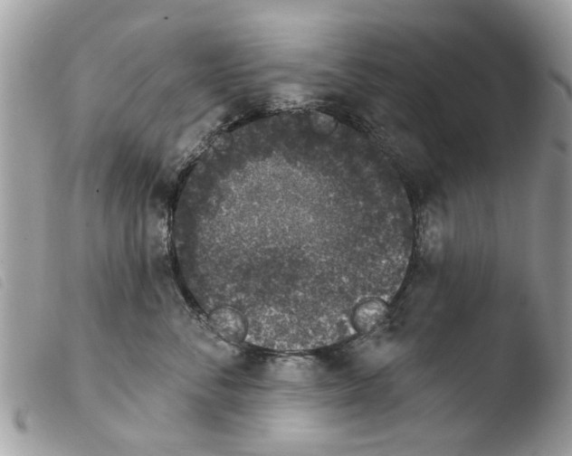 X0000103910716200810171705