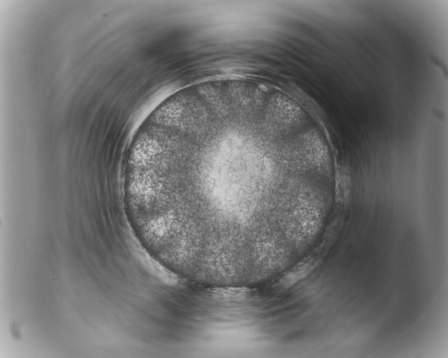 X0000103910859200810171704