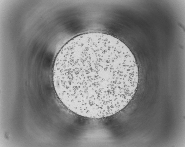 X0000103910960200810171702