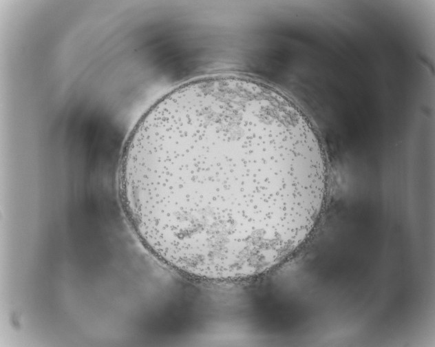X0000103911101200810171659