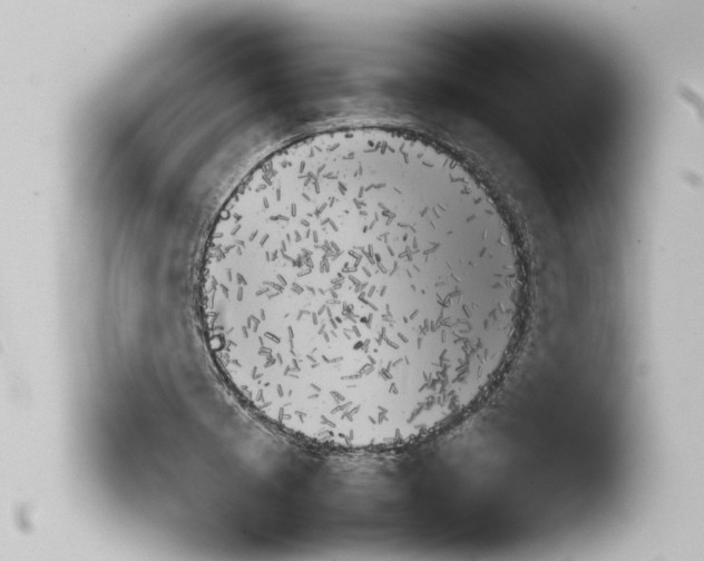 X0000103911185200810171658