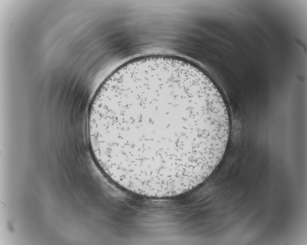 X0000103911295200810171656