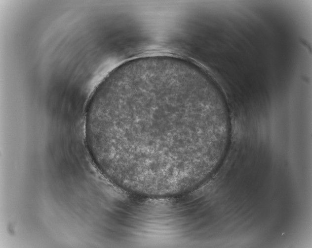 X0000103911415200810171654