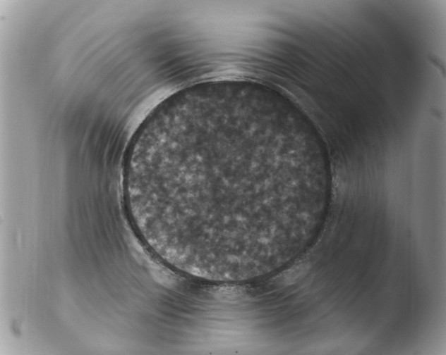 X0000103911418200810171655