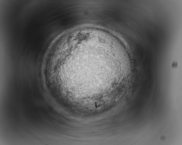 X0000103910015200810311442