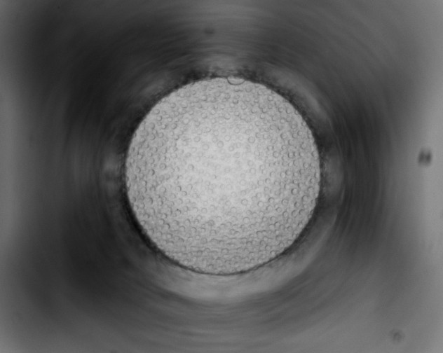 X0000103910034200810311442