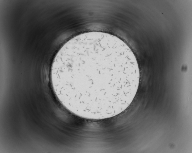 X0000103910062200810311441