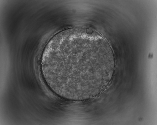 X0000103910097200810311441