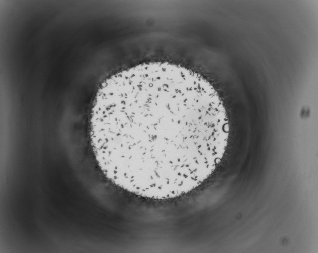 X0000103910144200810311441