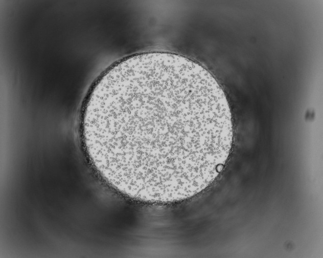 X0000103910152200810311440