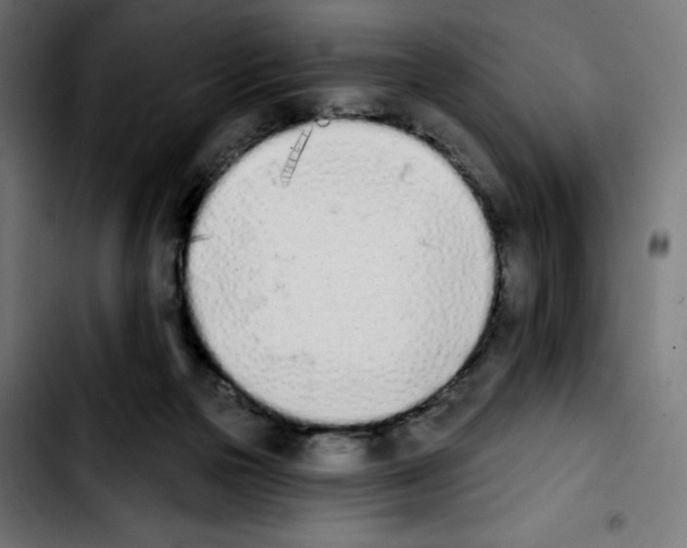 X0000103910169200810311440