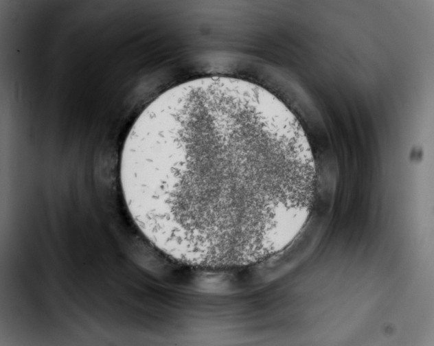 X0000103910175200810311440