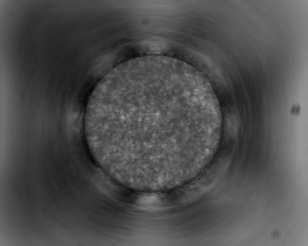 X0000103910177200810311440