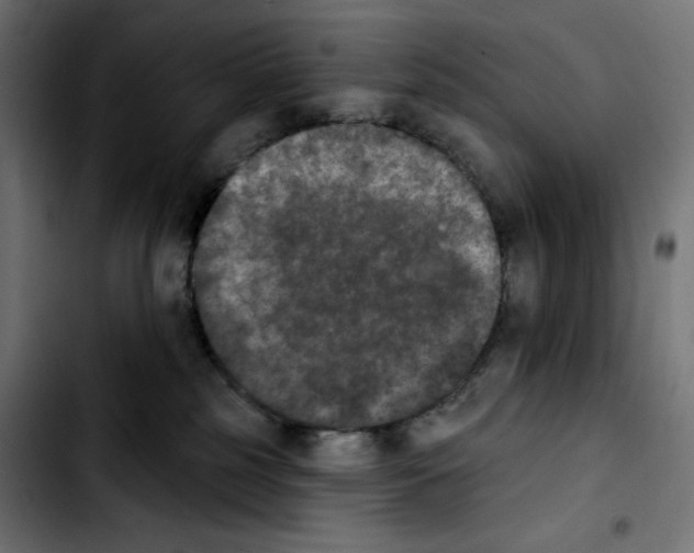X0000103910185200810311440