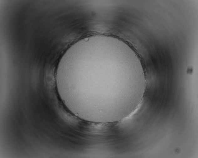 X0000103910186200810311440