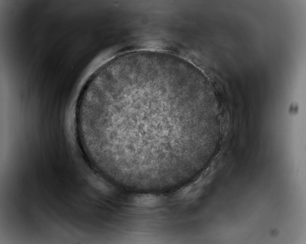 X0000103910198200810311440