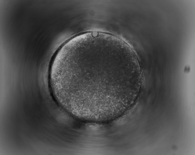 X0000103910199200810311440