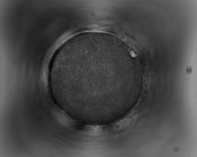 X0000103910295200810311438