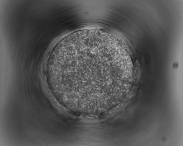X0000103910337200810311437