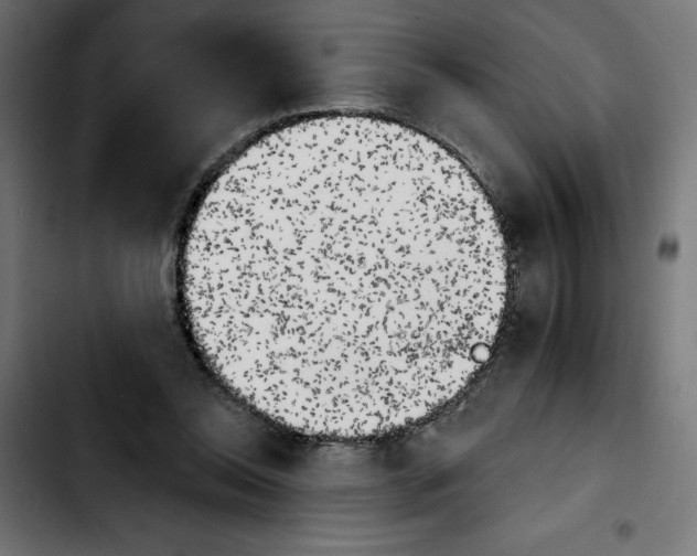 X0000103910350200810311437